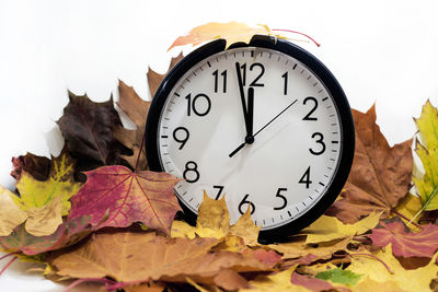 Close-up of maple leaves falling on white background