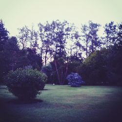 Trees and plants against sky