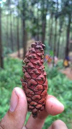 Close-up of hand holding leaf against trees