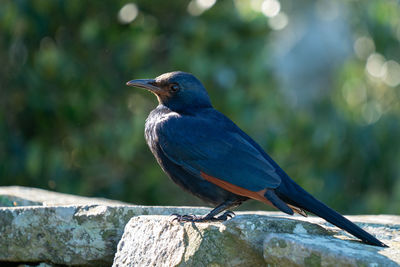 Blue bird from south africa, found in the cape of good hope are