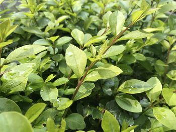 Close-up of green leaves on plant