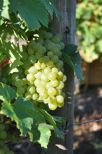 Close-up of grapes growing in vineyard