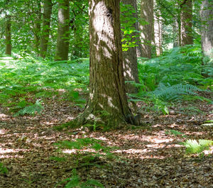 Trees in forest