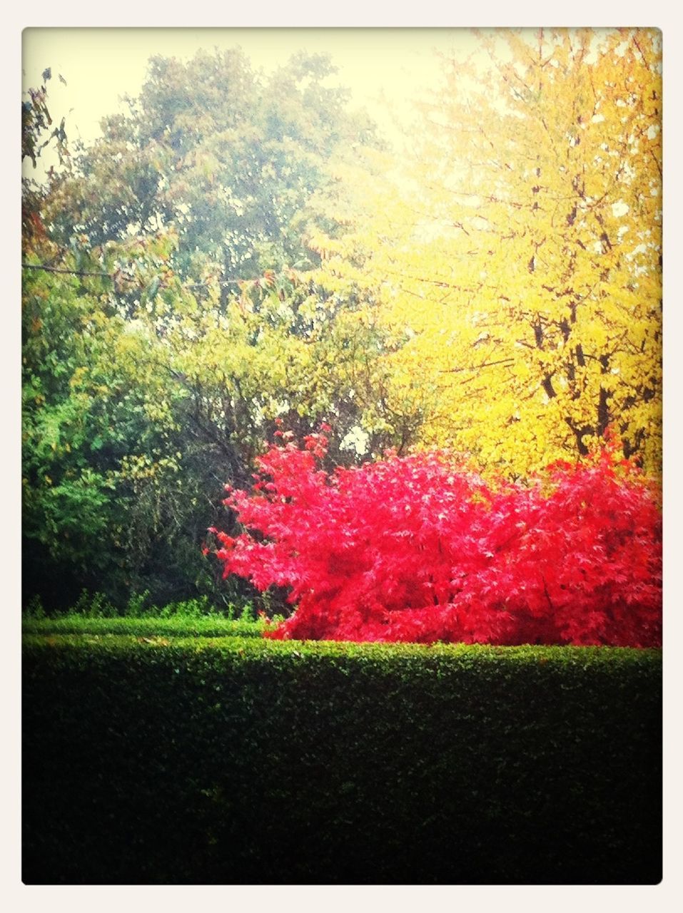 transfer print, tree, growth, auto post production filter, beauty in nature, red, tranquility, autumn, nature, flower, tranquil scene, field, season, change, scenics, grass, green color, park - man made space, day, landscape