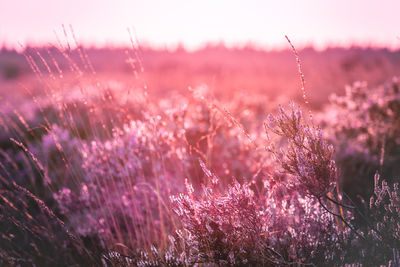 Close-up of pink flowering plants on field