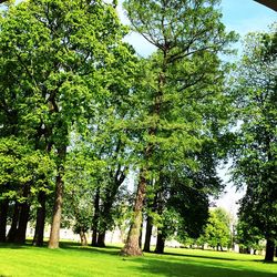 Trees in park