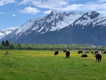 Horses grazing in a field