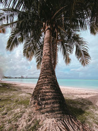 Palm tree by sea against sky
