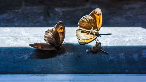 Close-up of butterfly