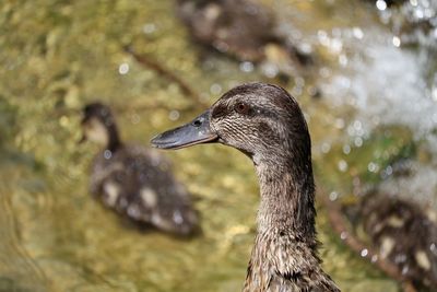 Close-up of mallard duck on sunny day