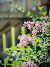 Close-up of pink flowering plant