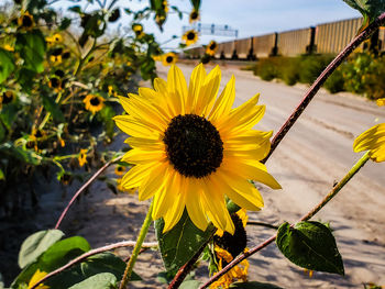 Close-up of yellow flowering plant