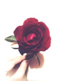 Close-up of hand holding red rose against white background