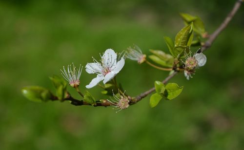 Close-up of white flowering plant