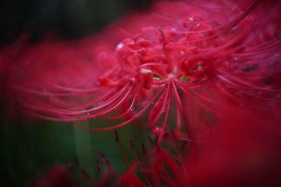 Close-up of red flower