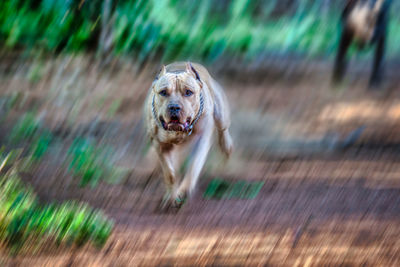 Portrait of dog running