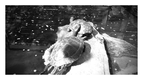 Close-up of horse in water