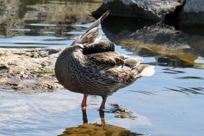 Ducks on rock at lakeshore