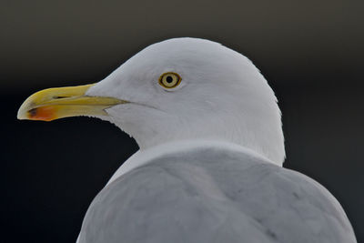 Close-up of seagull 