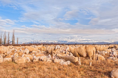 Sheep on field against sky