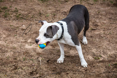 Dog standing on field