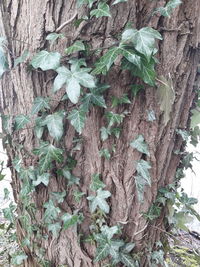 Close-up of ivy growing on tree trunk