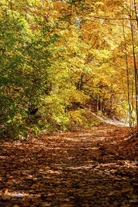 Footpath amidst trees in forest during autumn