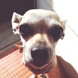 Close-up portrait of puppy