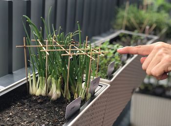 Cropped hand pointing at vegetables growing in garden