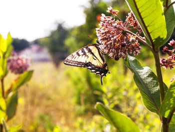 Close-up of butterfly pollinating on purple flower