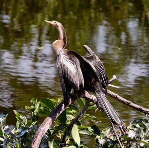 Bird perching on a tree