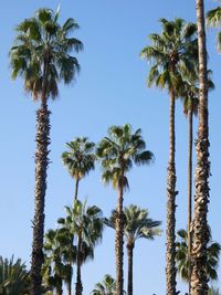 Low angle view of coconut palm trees against sky