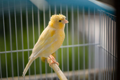 Close-up of parrot perching in cage