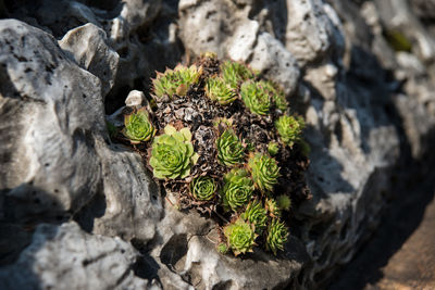 High angle view of moss growing on rock