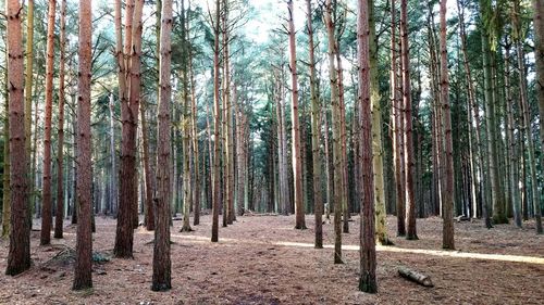 Trees growing in forest against sky