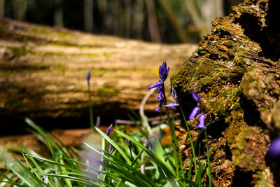 Close-up of bluebell flowers in wood