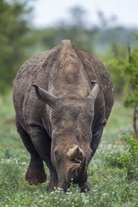 Rhinoceros standing on grass