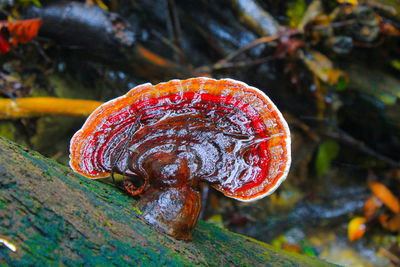 Close-up of fly agaric mushroom