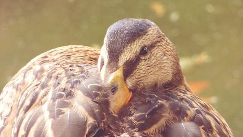 Close-up of an animal