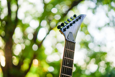 Close-up of guitar on tree