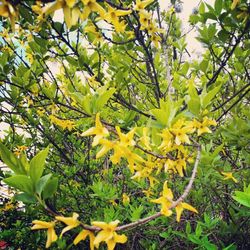 Close-up of yellow flowers