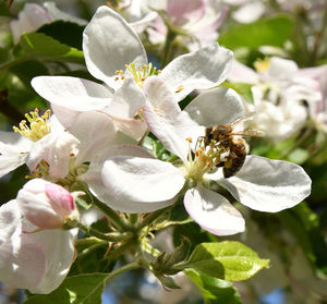 Close-up of bee on white flowering plant