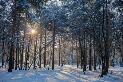 Frozen trees in forest during winter