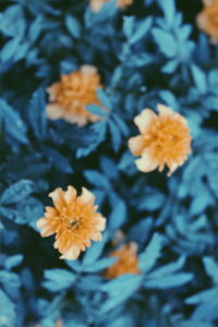 Close-up of yellow flower