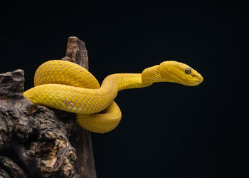 Close-up of snake against black background