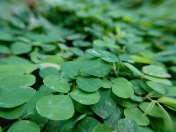 Close-up of raindrops on leaves