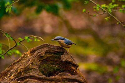 Close-up of bird perching on branch