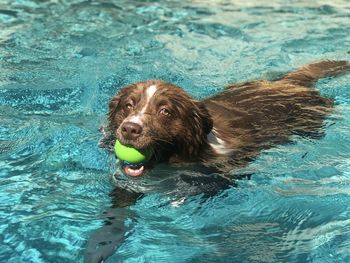 Dog swimming in a pool