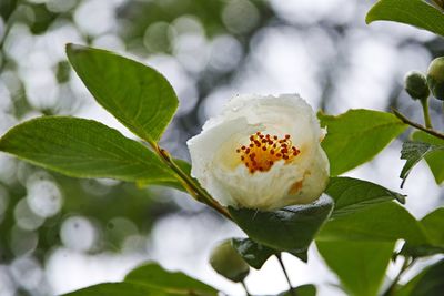 Close-up of white flowering plant