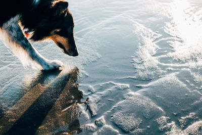 High angle view of dog in water